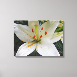witte lippenbloemen met oranje stuifmeel dat valt canvas afdruk