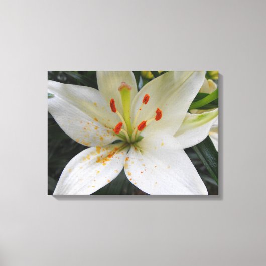 witte lippenbloemen met oranje stuifmeel dat valt canvas afdruk (Voorkant)