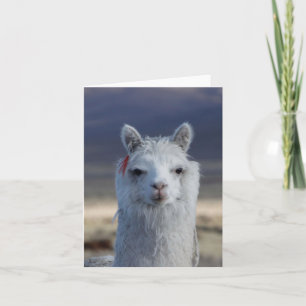 Witte Llama Alpaca Close-up Head Note Kaart