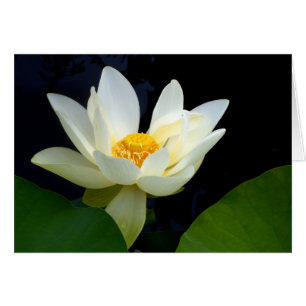 Witte Lotus