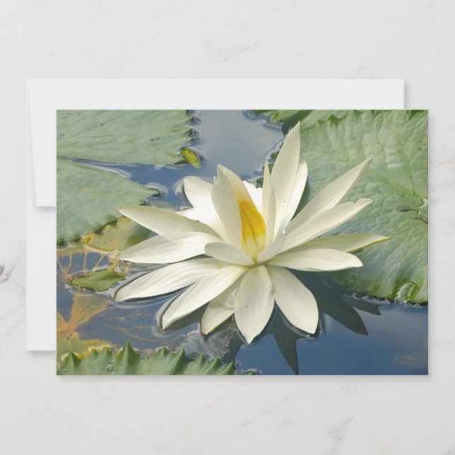 Witte lotus (Voorkant)