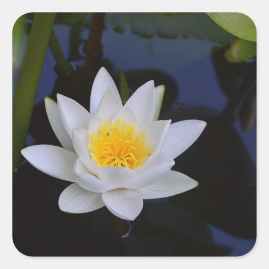 Witte Lotus Bloem Stickers (Voorkant)