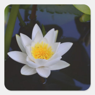 Witte Lotus Bloem Stickers