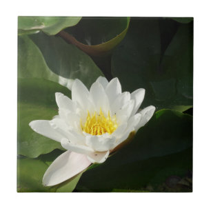 Witte Lotus Bloemen Foto Tegel Tegeltje