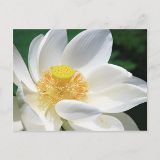 Witte Lotus Briefkaart
