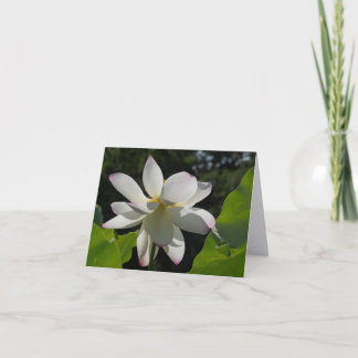 Witte Lotus | De terugkerende briefkaarten