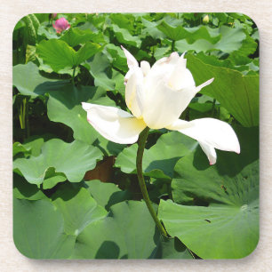 Witte Lotus Flower Bier Onderzetter