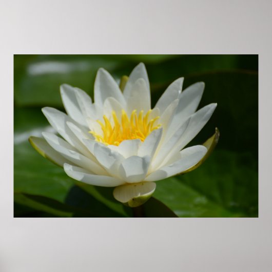 Witte Lotus Flower Poster (Voorkant)
