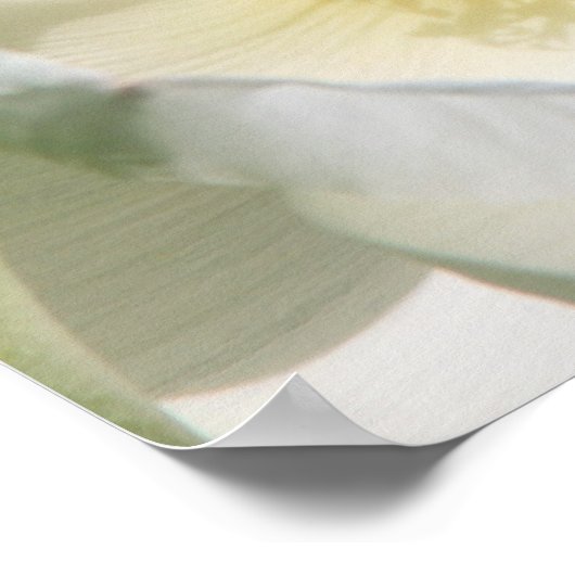 Witte Lotus Poster (Hoek)