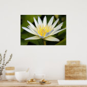 Witte lotus poster (Keuken)