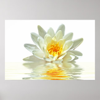 witte lotus zwevend in water poster