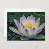 Witte lotusbloem briefkaart (Voorkant / Achterkant)