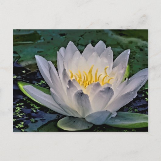 Witte lotusbloem briefkaart (Voorkant)