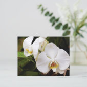 Witte Maan Orchidee (Phalaenopsis Aphrodite) Briefkaart (Staand voorkant)
