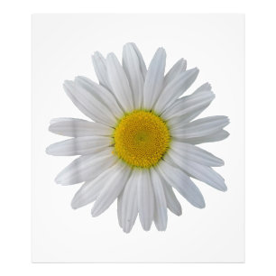 Witte madeliefje bloem, bloeiende madeliefje, bloe foto afdruk