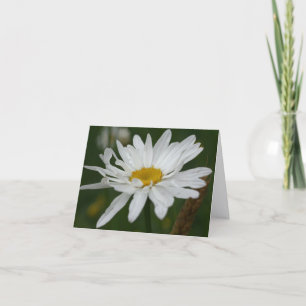 Witte Madeliefjes Bloem Fotografie Notitie Kaart