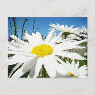 Witte Madeliefjes Bloemen Tuin ansichtkaarten Blau Briefkaart