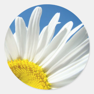 Witte Madeliefjes Bloemstickers Blauwe Lucht Bloem Ronde Sticker