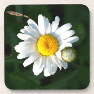 Witte madeliefjes onderzetters