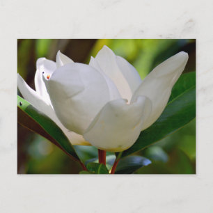 Witte Magnolia bloei Briefkaart