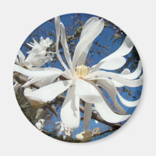 Witte Magnolia Bloem magneten Boom Bloesems