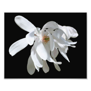 Witte Magnolia Bloesem Bloesem Close Up 8x10 Foto Afdruk