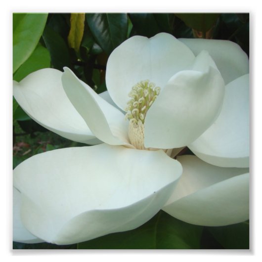 witte magnolia bloom grote bladen foto afdruk (Voorkant)