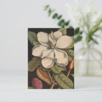  witte Magnolia Botanische illustratie