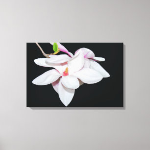 Witte Magnolia Canvas Afdruk