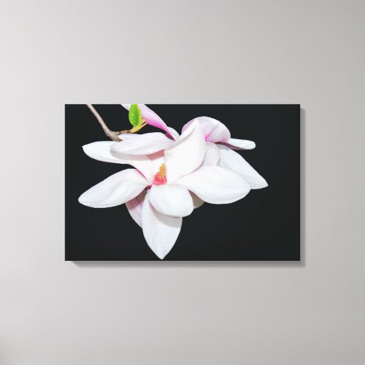 Witte Magnolia Canvas Afdruk (Voorkant)