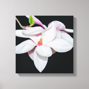 Witte Magnolia Canvas Afdruk