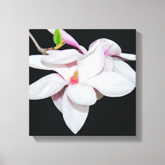 Witte Magnolia Canvas Afdruk (Voorkant)