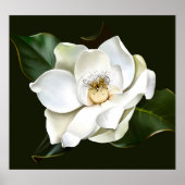 Witte Magnolia Close-up Groene achtergrond Poster (Voorkant)