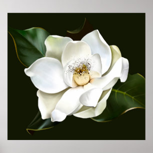 Witte Magnolia Close-up Groene achtergrond Poster