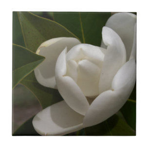 witte magnolia flower buis tegeltje