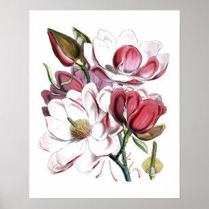 Witte Magnolia's Bloem Vintage Oude Illustratie Poster