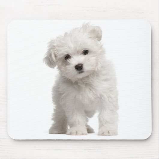 Witte Malteese Muismat van Puppy Dog (Voorkant)