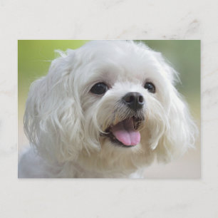 Witte Maltese hond Briefkaart