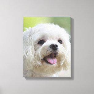 Witte Maltese hond Canvas Afdruk