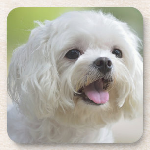 Witte Maltese hond Drankjes Onderzetter