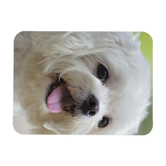 Witte Maltese hond Magneet (Horizontaal)
