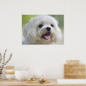 Witte Maltese hond Poster (Keuken)