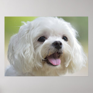 Witte Maltese hond Poster