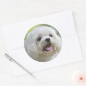 Witte Maltese hond Ronde Sticker (Envelop)