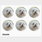 Witte Maltese hond Ronde Sticker (Vel)