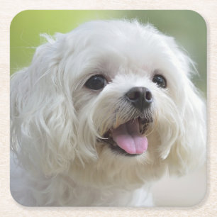 Witte Maltese hond Vierkante Kartonnen Onderzetter