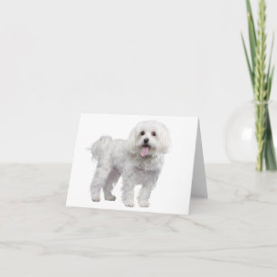 Witte Maltese puppy Dog Blank Notecard/kaart Kaart