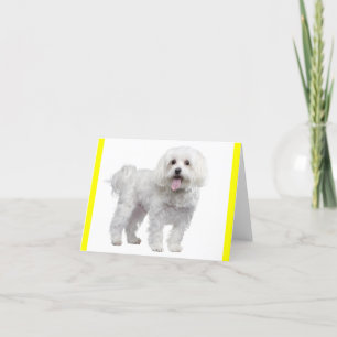 Witte Maltese puppy Dog Blank Yellow Notecard Kaart
