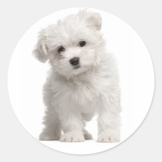 Witte Maltese Puppy Dog Sticker / Label (Voorkant)
