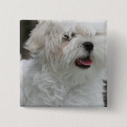 Witte Maltese puppy Square Pin Vierkante Button 5,1 Cm (Voorkant)